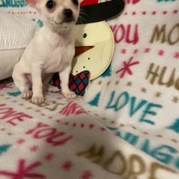 Chihuahua, Poodle, and Yorkshire Terrier Puppies from Connie Toy Poodles & Chihuahuas Puppies