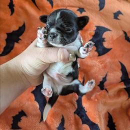 Carmel - Black and white male Chihuahua puppy in Amity, Pennsylvania from Baxters Chihuahuas