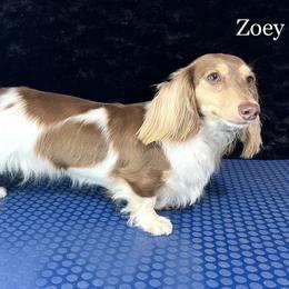 Zoey - Dachshund