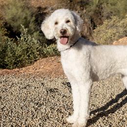 Bernedoodles, Goldendoodles, and Golden Mountain Doodles from Sonoran Standard Doodles