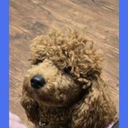 Waffles - Poodle