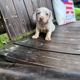 Danny - Dapple male Dachshund puppy in Tulsa County, Oklahoma from Willow Creek Miniature Dachshunds
