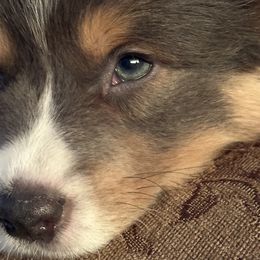 Pembroke Welsh Corgi Puppies from Storybook Corgis