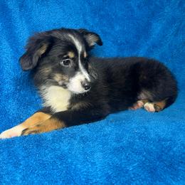 Boy 1 - Black tri male Miniature Australian Shepherd puppy in Hokes Bluff, Alabama from Alegria Toy Aussies