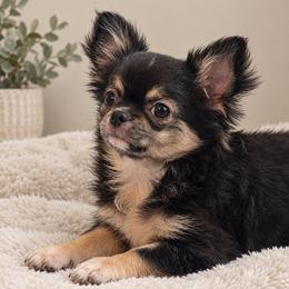 Koda - Black and tan male Chihuahua puppy in Smyrna, Georgia from GeorgiasChihuahuas