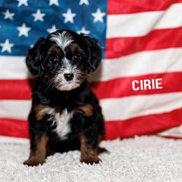 Cirie - Tri-color female Bernedoodle puppy in Gilbert, Arizona from Safe Havynn Doodles