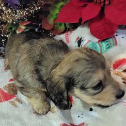 Dachshund Puppies from CLARK'S BREEDING PROGRAM