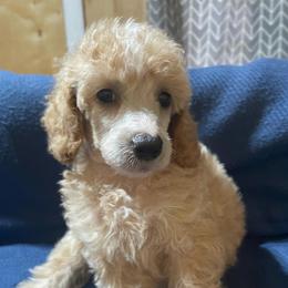 Spark - Parti male Poodle puppy in Florence County, South Carolina from Modern Family Standards