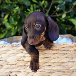 Mr. big - Chocolate and tan male Dachshund puppy in Temecula, California from Naomi Magee's Dachshund Kennel