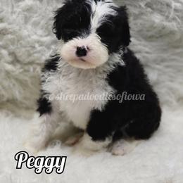 Peggy - Black and white female Sheepadoodle puppy in Iowa Falls, Iowa from Sheepadoodles of Iowa