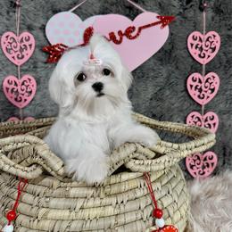 Princess Ella - White female Maltese puppy in Vinton, Louisiana from Dreams & Love Maltese