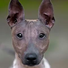 Champion Gatsby - American Hairless Terrier