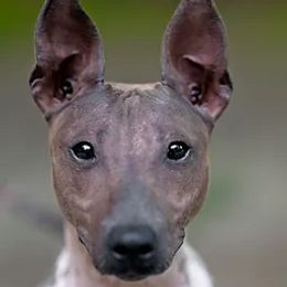 Champion Gatsby - American Hairless Terrier
