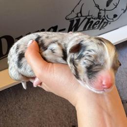 Girl 4 - Blue merle female Australian Shepherd puppy in San Tan Valley, Arizona from SJR AUSSIES