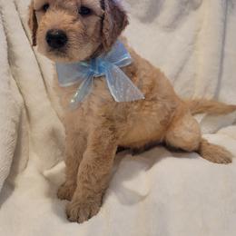 Goldendoodle Puppies from Luna Goldendoodles