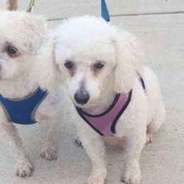 Shihpoos from Tamekia's Shihpoos