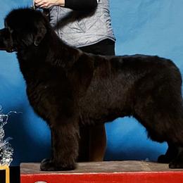 Chevy - Newfoundland