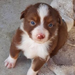 Camilla - Red tri female Toy Australian Shepherd puppy in Fort White, Florida from Triple-s-kennel