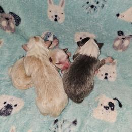 Blonde female 2 - Gold female Border Collie puppy in Springtown, Texas from CRL Farms