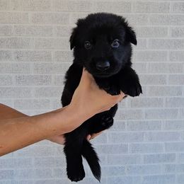 Lilith - Black female German Shepherd puppy in Winston Salem, North Carolina from Samtastic Shepherds