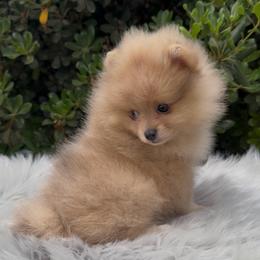 Willie Nelson - Blue merle male Pomeranian puppy in Sandia, Texas from Broken Arrow Poms
