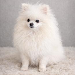 Ari Joon - Pomeranian