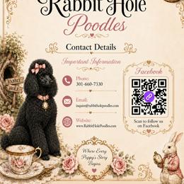 Poodles from Down The Rabbit Hole Poodles