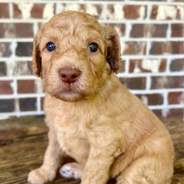 Sage Boy - Apricot male Goldendoodle puppy in Huntsville, Alabama from Winchester Doodles