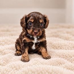 Lakyn - Chocolate female Cavapoo puppy in Floyd, Virginia from Hearts and Paws Poodles and Doodles