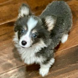 Red Collar Girl Poppy - Blue female Pembroke Welsh Corgi puppy in Paris, Kentucky from Flat Run Corgis