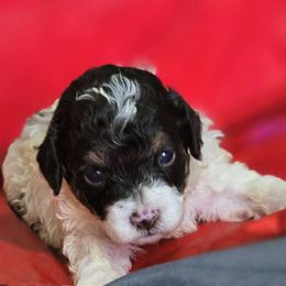 Thor JR - Phantom male Poodle puppy in Maplewood, New Jersey from Poos&Bulls Keepsake