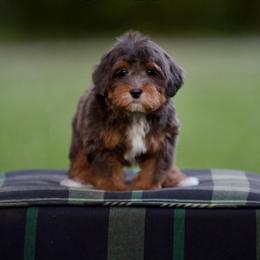 Couvillion - Blue merle male Bernedoodle puppy in Denham Springs, Louisiana from GimiPup Doodles