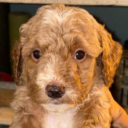 Girl 5 - Apricot female Goldendoodle puppy in Holly, Colorado from Vida’s Loving Doodles