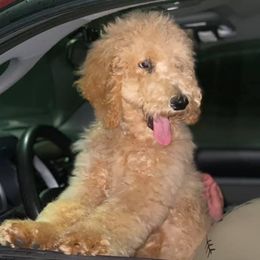 Goldendoodles from Bargos Dandy Doodles