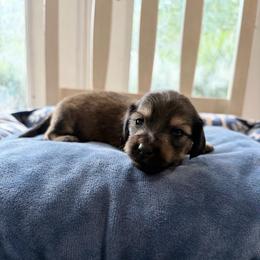 Noir - Cream male Dachshund puppy in Temple, Texas from Brit’s Doxie Crossing