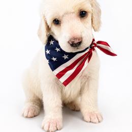 Elsa - White female Poodle puppy in Washington, Pennsylvania from Patriotic Poodles