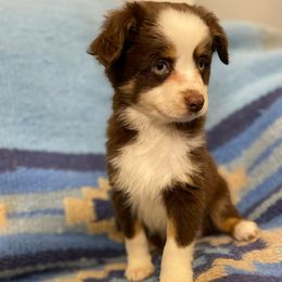 Miniature Australian Shepherds and Toy Australian Shepherds from No Matter Farm