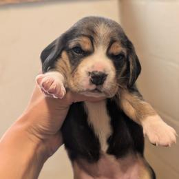 Shandy - Black tan and white female Beagle puppy in Baltimore, Maryland from Country Acres Farm