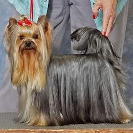 Keeper - Yorkshire Terrier