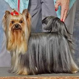 Keeper - Yorkshire Terrier