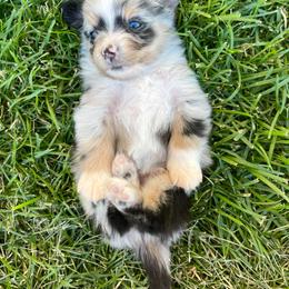 Australian Shepherd, Miniature American Shepherd, Miniature Australian Shepherd, and Toy Australian Shepherd Puppies from Painted Blue Aussies