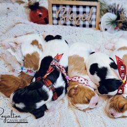 Cavalier King Charles Spaniel Puppies from Royalton Cavaliers