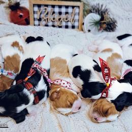 Cavalier King Charles Spaniel Puppies from Royalton Cavaliers