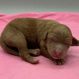 Girl 1 - female Cavapoo puppy in Burke, New York from Patti’s Puppies