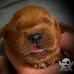 Second pick of the boys - Dark golden male Golden Retriever puppy in Fisher, Illinois from Aslan's Pride of Fidei Family Farms