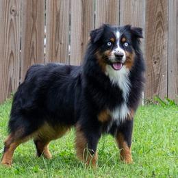 Ice - Miniature Australian Shepherd