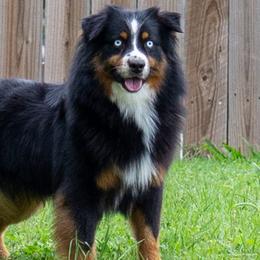 Ice - Miniature Australian Shepherd