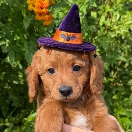 Yellow - Red  female Goldendoodle puppy in Tucson, Arizona from Adored Poodle & Doodles