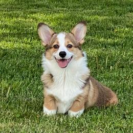 Layla - Pembroke Welsh Corgi