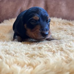 Dachshund Puppies from Wet Mountain Weenie Dogs